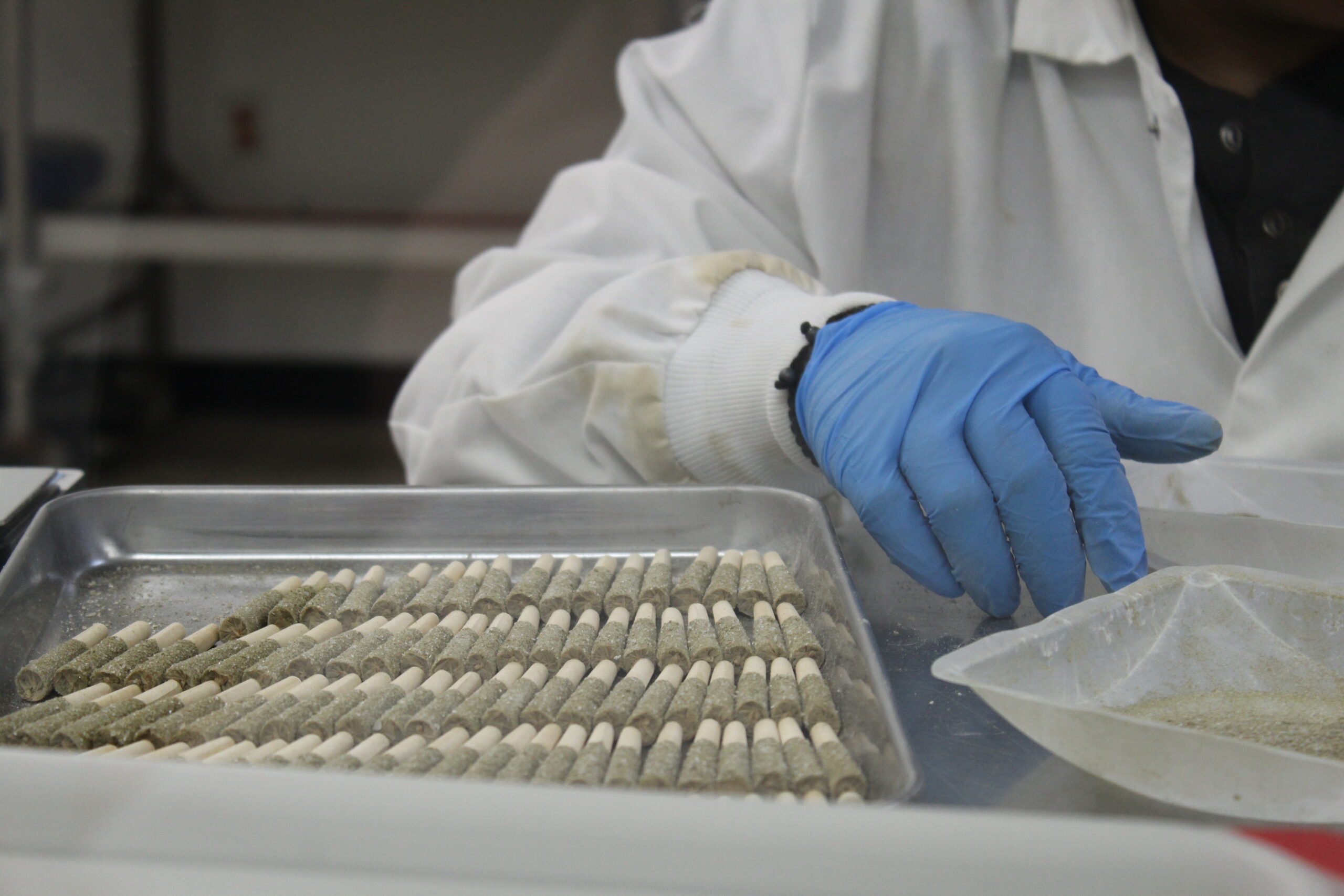A gloved hand working a full tray of infused and coated pre-rolls